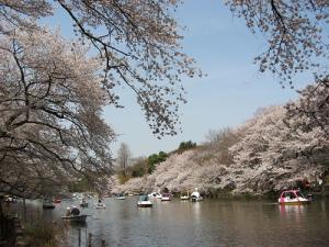 画像：写真：井の頭公園の桜（拡大画像へのリンク）