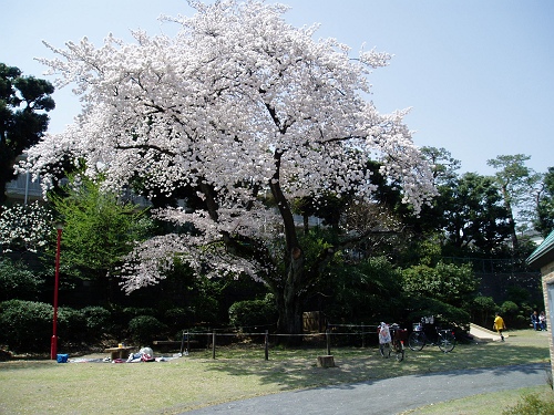 画像：写真：三鷹台児童公園の満開のソメイヨシノ