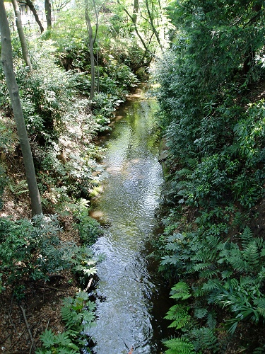 画像：写真：玉川上水