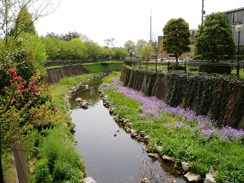 画像：写真：仙川の河床に咲く花