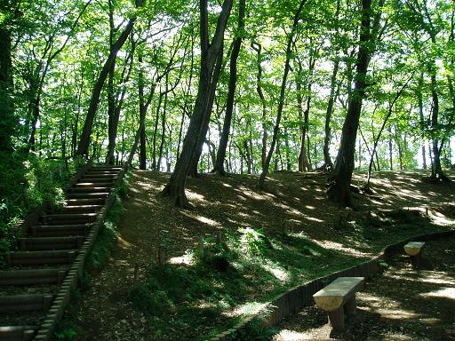 画像：写真：新川天神山青少年広場の雑木林