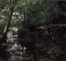 画像:玉川上水