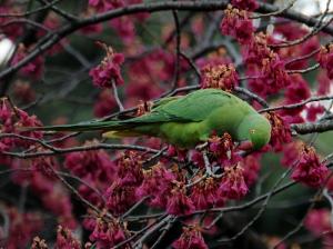 画像：ワカケホンセイインコの写真（拡大画像へのリンク）