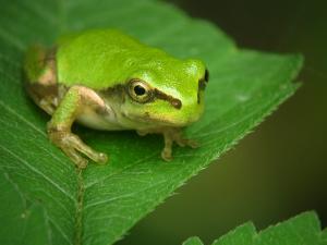 画像：ニホンアマガエルの写真（拡大画像へのリンク）