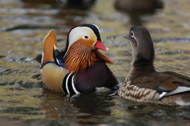 画像：井の頭公園のオシドリの写真