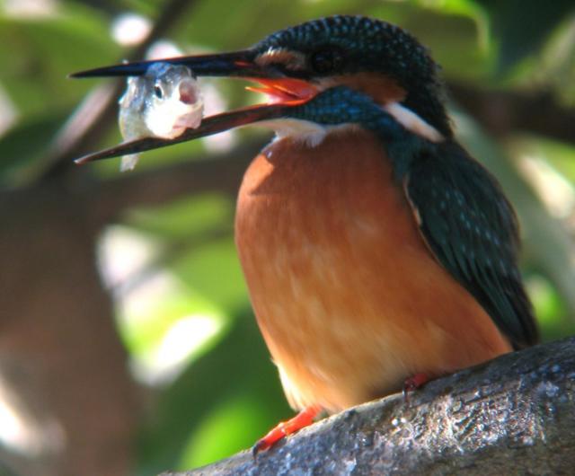 画像：写真：カワセミに捕まったモツゴ