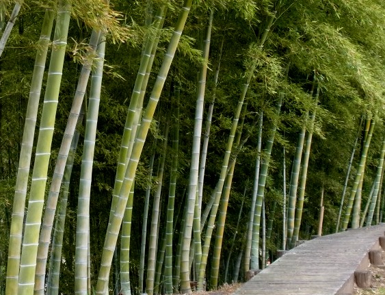 画像：竹林の写真