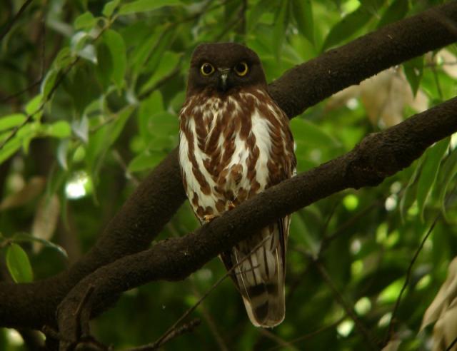 画像：アオバズクの写真