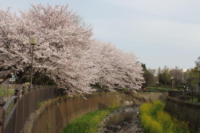 画像：写真：仙川沿いの桜