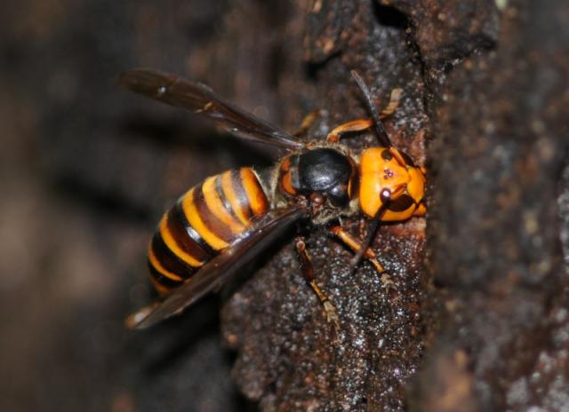 画像：コガタスズメバチの写真
