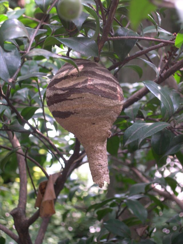 画像：コガタスズメバチの巣(中期）のようす