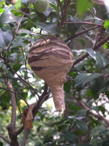 画像：コガタスズメバチの巣(中期）のようす（拡大画像へのリンク）