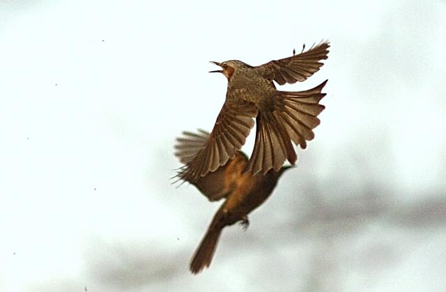 画像：飛びながら小さな羽虫をとるヒヨドリ