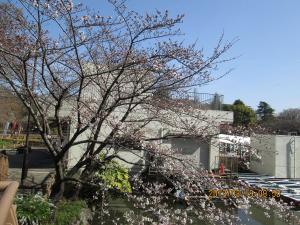 画像：写真：桜のようす（拡大画像へのリンク）