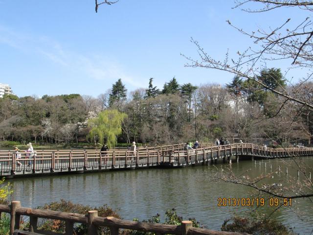 画像：写真：井の頭池淵の桜の様子