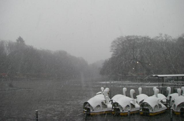 画像：写真・井の頭池に雪が降る様子
