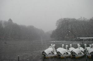 画像：写真・井の頭池に雪が降る様子（拡大画像へのリンク）