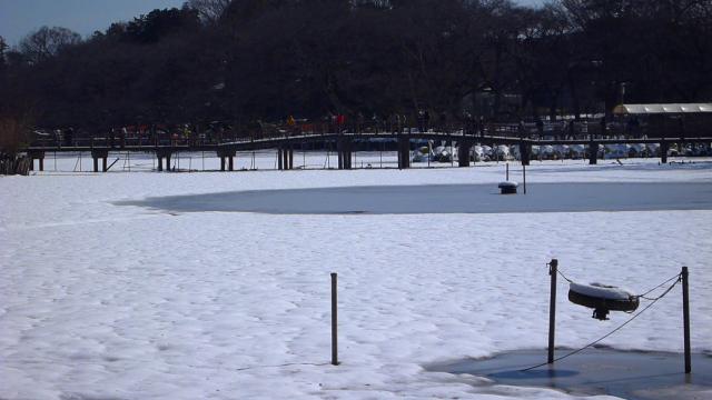 画像：写真・井の頭池の一面に雪が降り積もった様子