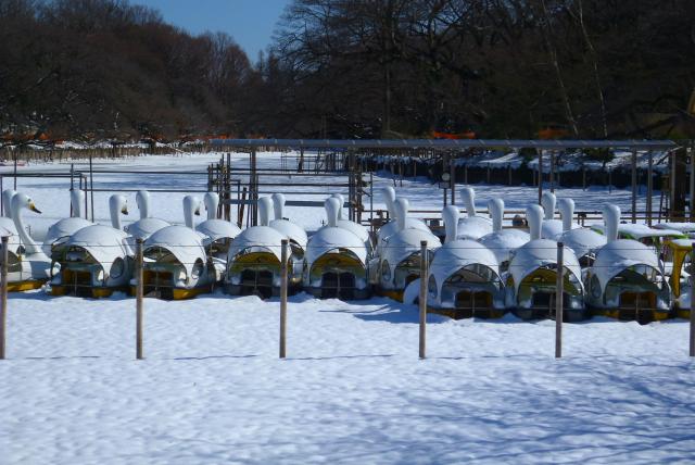 画像：写真・スワンボートに雪が積もっている様子