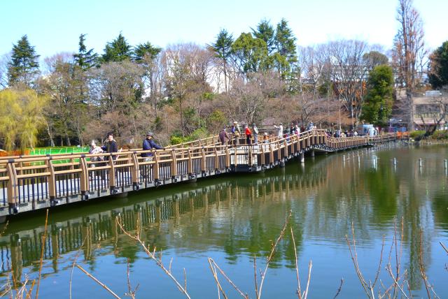 画像：写真：水が戻った井の頭池の様子