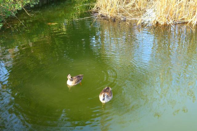 画像：井の頭池を泳ぐつがいのカルガモ