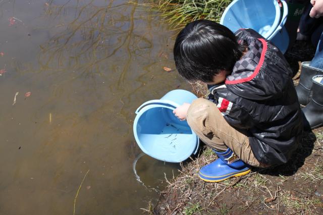 画像：写真・池の中に魚を放流する様子