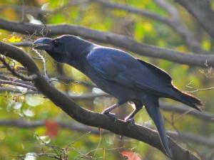 三鷹市 第74回 ハシブトガラス 嘴太烏 ハシボソガラス 嘴細烏