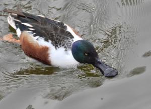 画像：水面の餌を嘴で濾し採って食べるオスの様子（拡大画像へのリンク）