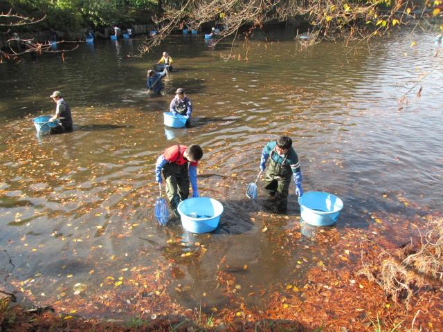 画像：写真・池に入って魚を捕獲する様子