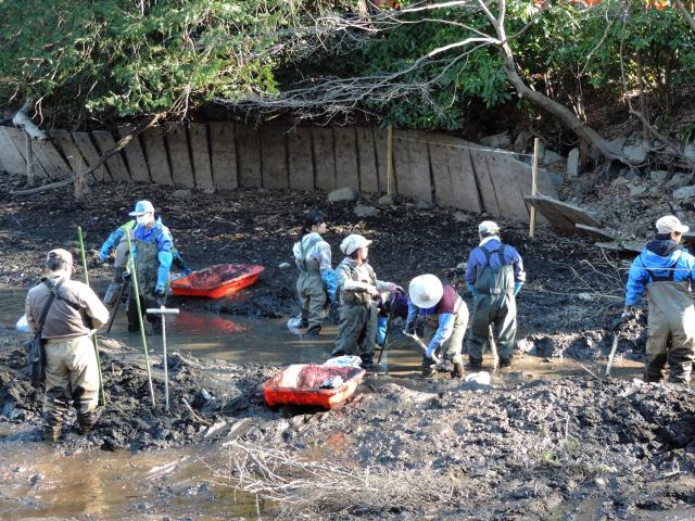 画像：水草の種を採取するため、かいぼり隊たちが池の底を掘る様子