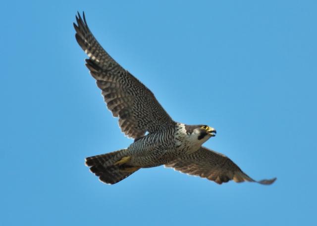 画像：鳴きながら飛ぶハヤブサ