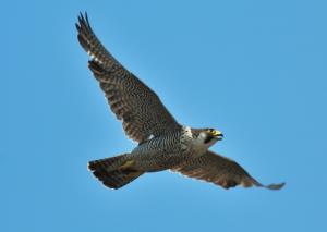 画像：鳴きながら飛ぶハヤブサ（拡大画像へのリンク）