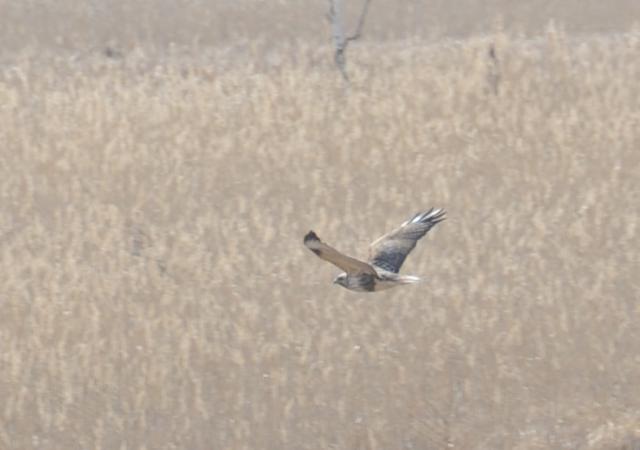 画像：ノスリの飛翔（ひしょう）