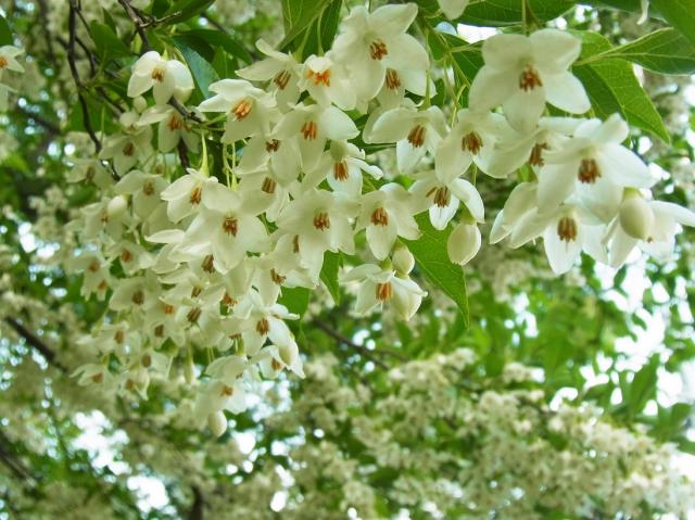 画像：エゴノキの花