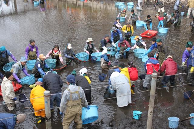 画像：水位の下がった井の頭池に入り、魚捕りをするお魚レスキュー隊の様子