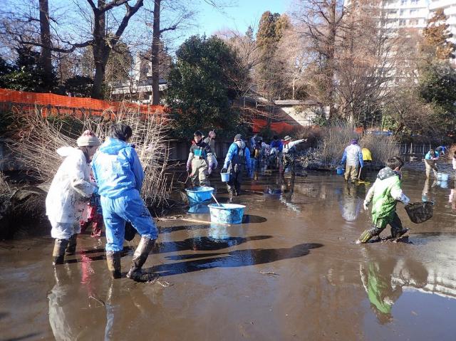 画像：水を抜いた井の頭池で魚を捕まえるボランティアのみなさんの様子