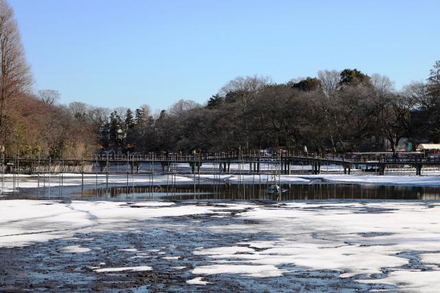 画像：井の頭池に架かる七井橋を映した写真。池底の一部が雪に覆われている。