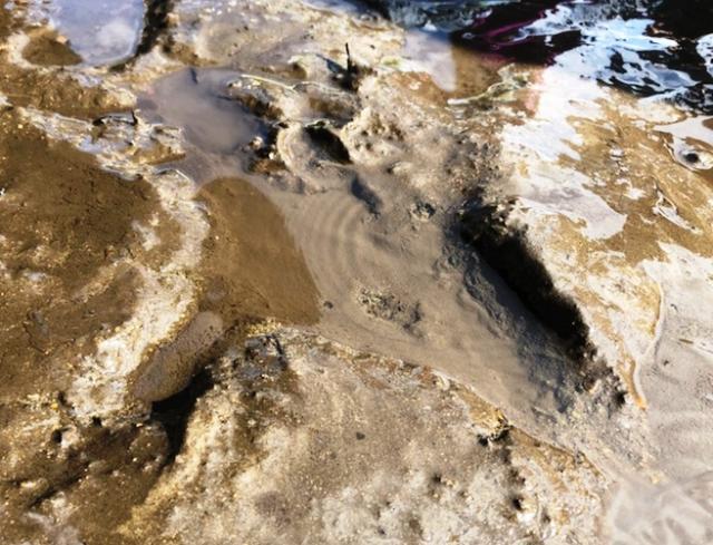 画像：池底のくぼみから水が湧き出ている様子