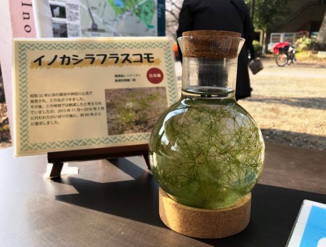 画像：かいぼり屋の水槽で展示されているイノカシラフラスコモの写真