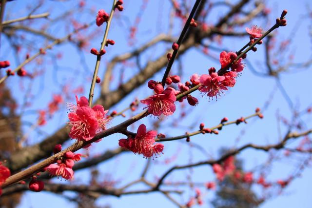 画像：井の頭公園（梅林）の梅がピンク色の花を咲かせている写真。つぼみも目立つ
