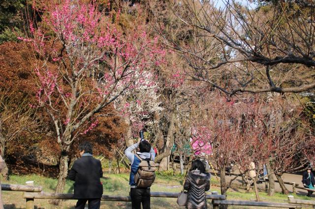 画像：井の頭公園を散策している方たちが梅林の写真を撮影したり、眺めたりしている様子