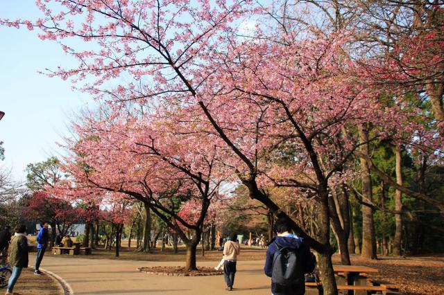 画像：見ごろを迎えている西園の河津桜の写真