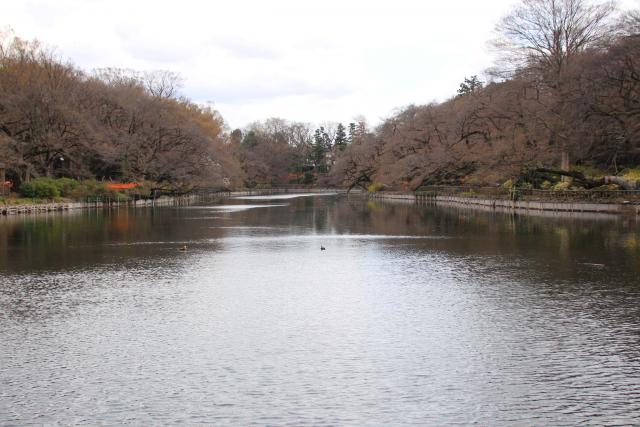 画像：水が戻りつつある井の頭池の写真