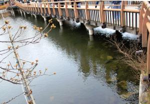 画像：池底まで見通せる七井橋周辺の井の頭池の様子を写した写真（拡大画像へのリンク）