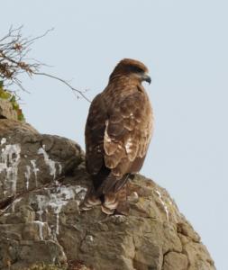 三鷹市 第85回 トビ 鳶 別名トンビ タカ目タカ科