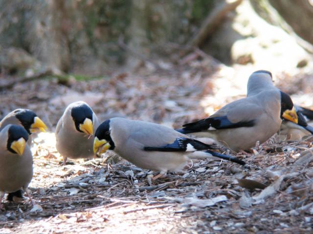 画像：地上で餌を探すイカルの群れ