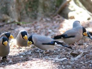 三鷹市 第87回 イカル 鵤 スズメ目アトリ科