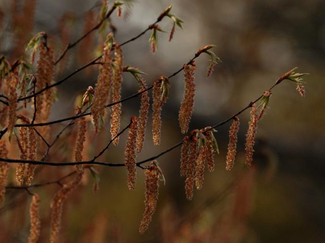 画像：アカシデの新芽