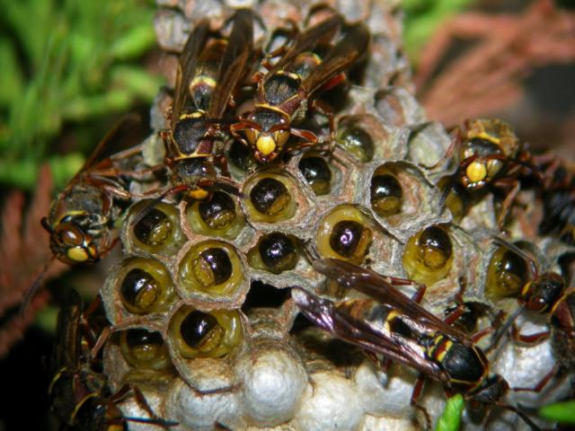 画像：コアシナガバチの巣