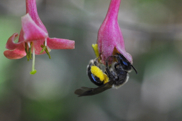 画像：花で吸蜜するヒメハナバチ